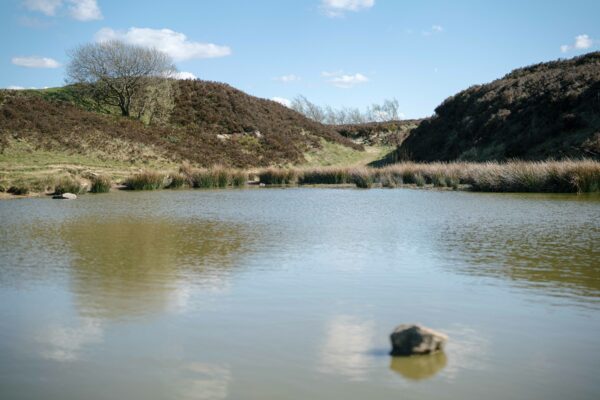 A calm pond bordered by reeds and heather-covered hills, with a single tree silhouetted against a blue sky, reflecting softly on the water’s surface.