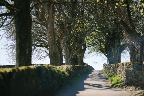 Shaded country lane lined with large trees and stone walls, leading uphill toward a distant wooden utility pole under clear blue sky