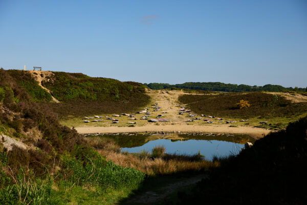 Distant view of a sandy path lined with marble butterfly sculptures leading uphill, with a still pond reflecting the clear blue sky in the foreground and dense greenery framing the scene.